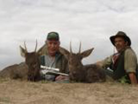 BrownBrocketdeeroCorzuelaParda