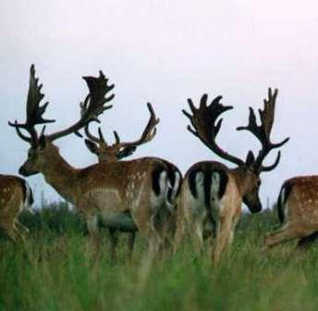 DEERS(11)
