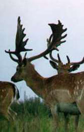 DEERS(12)