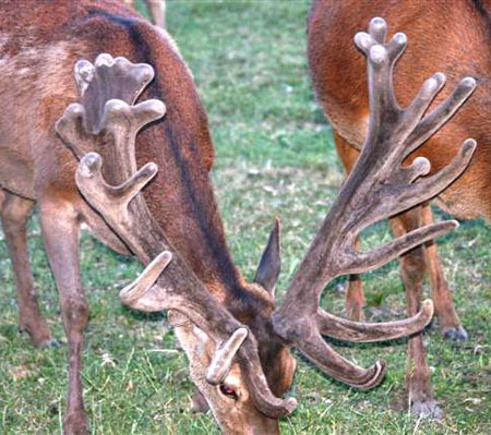 DEERS(13)