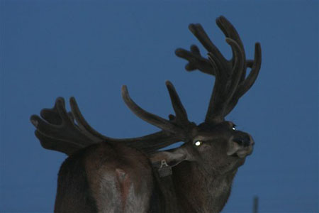 DEERS(14)
