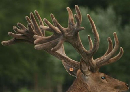 DEERS(17)