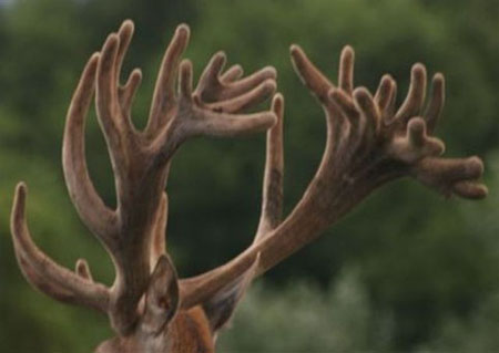 DEERS(20)