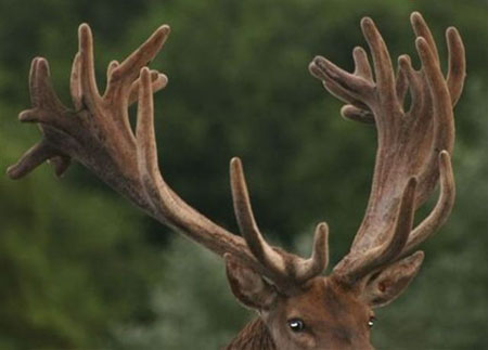 DEERS(21)