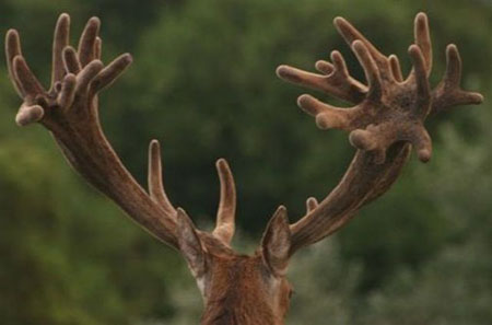 DEERS(24)