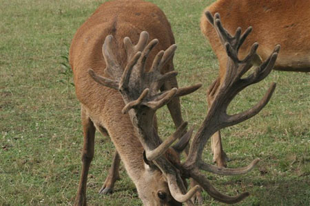 DEERS(28)