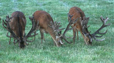 DEERS(4)