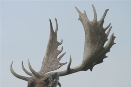 DEERS(48)
