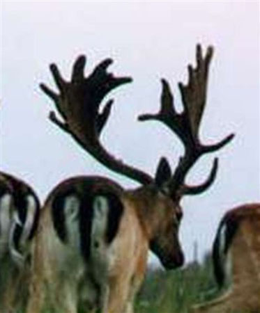 DEERS(55)