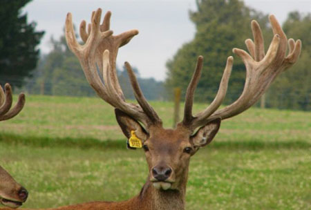 DEERS(6)