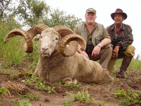 LarryHiggins,WorldRecordHybridSheep,SCIScore162