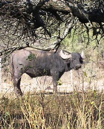 MonsterGoldMedalBuffalo