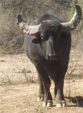 PotencialNewSouthAmericaRecord