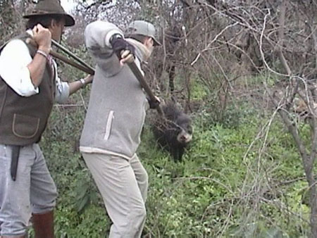 WHITELIPPEDwithSPEAR