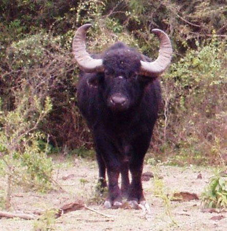 newpotentialsouthamericawaterbuffaloRecord