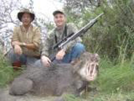 whitelippedpeccary,only5