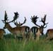 DEERS(11)