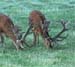 DEERS(15)