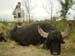 _1waterbuffalo,Mr,JimRyffelSCIScore119