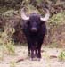 newpotentialsouthamericawaterbuffaloRecord